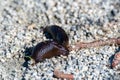 Black slug eating the worm on the ground. Royalty Free Stock Photo