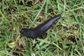 Black Slug. Royalty Free Stock Photo