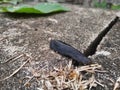Black slug on the ground Royalty Free Stock Photo