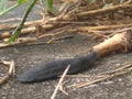 Black slug on the ground Royalty Free Stock Photo
