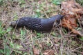a black slug on the ground Royalty Free Stock Photo