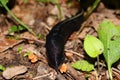 Black slug Limax cinereoniger Royalty Free Stock Photo