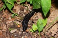 Black slug Limax cinereoniger Royalty Free Stock Photo