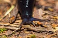 Black slug Limax cinereoniger crawling in the woods Royalty Free Stock Photo
