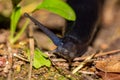 Black slug Limax cinereoniger crawling in the woods Royalty Free Stock Photo