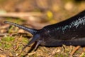 Black slug Limax cinereoniger crawling in the woods Royalty Free Stock Photo