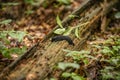 Black slug in a rainy forest in Slovenia, Europe