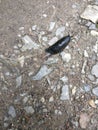 Black slug