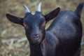 Black, small, beautiful, horned goatling walks into a barn for livestock.