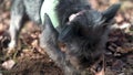 Black small Cairn Terrier dog digging, ears bouncing Ellijay Georgia
