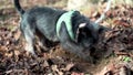 Black small Cairn Terrier dog digs slow motion Ellijay Georgia