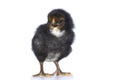 Black small chicken isolated on white Royalty Free Stock Photo