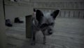 Black small Dog Carin Terrier sniffing slow motion Ellijay Georgia