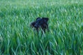 Black small dog in a green cornfield Royalty Free Stock Photo