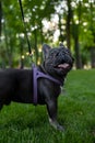 Black small french bulldog looks at the camera in the park on the lawn Royalty Free Stock Photo