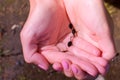 Black small frog tadpoles swimming in woman hands in water on nature. Royalty Free Stock Photo