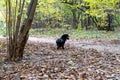 Black small hunting dog Dachshund breed runs through the forest. Autumn forest, yellow leaves, animal to hunt. Dog stands