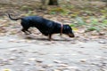 Black small hunting dog Dachshund breed runs through the forest. Autumn forest, yellow leaves, animal to hunt. The dog is running,