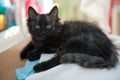 Cat. Pet black cat green cats eyes Royalty Free Stock Photo