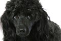 Black small poodle