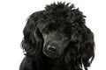Black small poodle