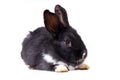 Black small rabbit isolate Royalty Free Stock Photo