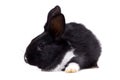 Black small rabbit isolate Royalty Free Stock Photo