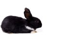 Black small rabbit isolate Royalty Free Stock Photo