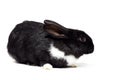 Black small rabbit isolate Royalty Free Stock Photo