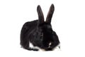 Black small rabbit isolate Royalty Free Stock Photo