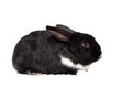 Black small rabbit isolate Royalty Free Stock Photo