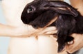 Black small rabbit Portrait Royalty Free Stock Photo