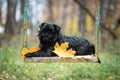 Belgian griffon dog lies on a swing in autumn