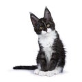 Black smoke Maine Coon kitten sitting with titeld head looking to the side isolated on white background Royalty Free Stock Photo