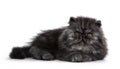 Black smoke Persian kitten on white background Royalty Free Stock Photo