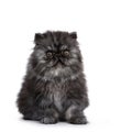 Black smoke Persian kitten on white background Royalty Free Stock Photo