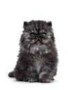 Black smoke Persian kitten on white background Royalty Free Stock Photo