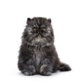 Black smoke Persian kitten on white background Royalty Free Stock Photo