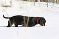 Black smooth-haired dachshund