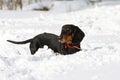 Black smooth-haired dachshund