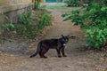 Black smoothcoat street cat with white spot