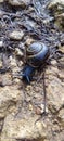 Black snail crawling across a forest road Royalty Free Stock Photo