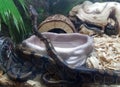 Black snake with brown spots in aquarium tank with wood chips Royalty Free Stock Photo