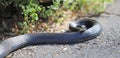 Black snake in Connecticut front yard Royalty Free Stock Photo