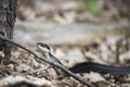 Black Snake crawling through brush on the ground. Royalty Free Stock Photo