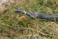 Black snake crawling on the green grass in search of prey. Royalty Free Stock Photo