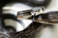 Black snake flicking forked tongue in kitchen sink Royalty Free Stock Photo