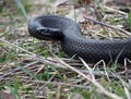 Black snake at the forest on leaves ready to atack