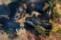 Black snake in the grass in the terrarium Royalty Free Stock Photo