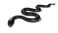 Black Snake isolated on White Background